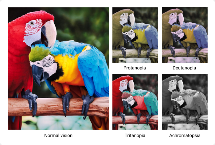How people with normal vision, protanopia, deutanopia, tritanopia, and achromatopsia see the same photo with parrots